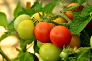 Description de la variété de tomate Effet, ses caractéristiques et son rendement