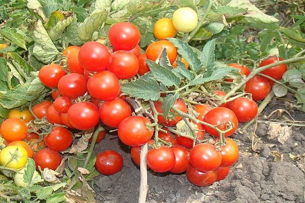 carp tomatoes