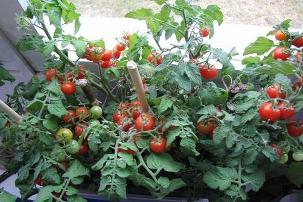 growing tomatoes on the window