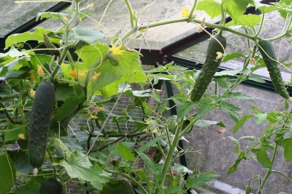 everyone is in the greenhouse