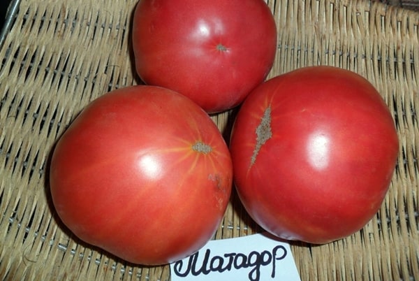 aparición de tomate matador