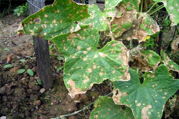 los cultivadores de hortalizas practican