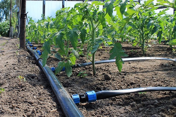 regando tomates en campo abierto