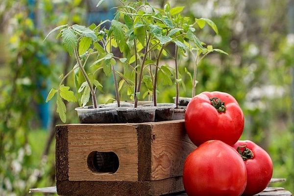 jeune tomate