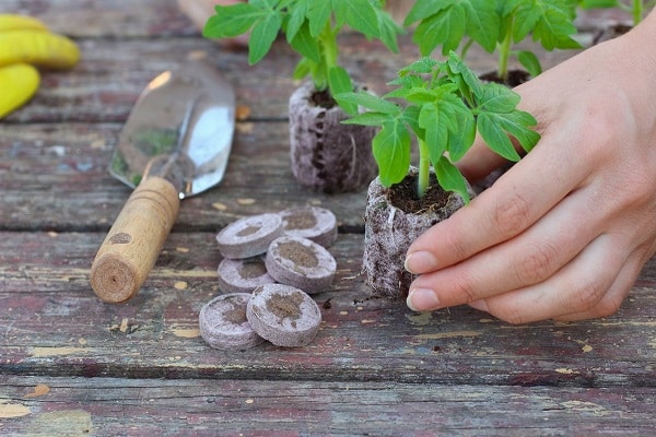 paleta de plantación