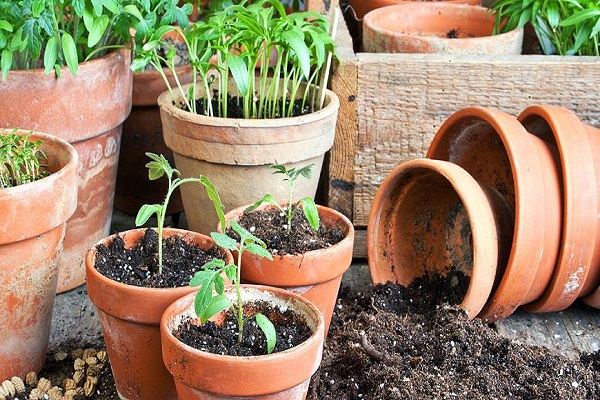 pots de fleurs