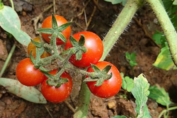 trasplante de plantas