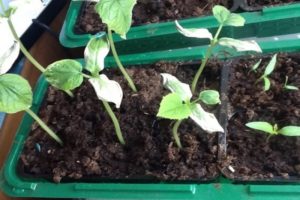 Description of diseases of cucumber seedlings, control and treatment