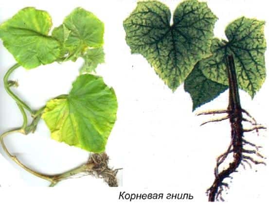 root rot of cucumbers