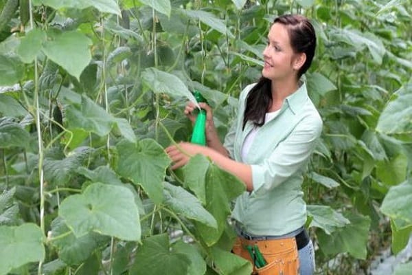 cucumbers in a greenhouse