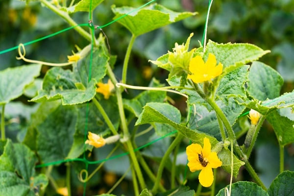 inflorescencia joven