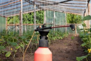 El uso de ácido bórico para rociar y alimentar pepinos.