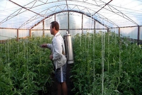 tomato preparations