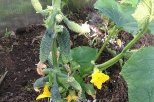 Lo mejor para alimentar a los pepinos durante la floración y la fructificación.