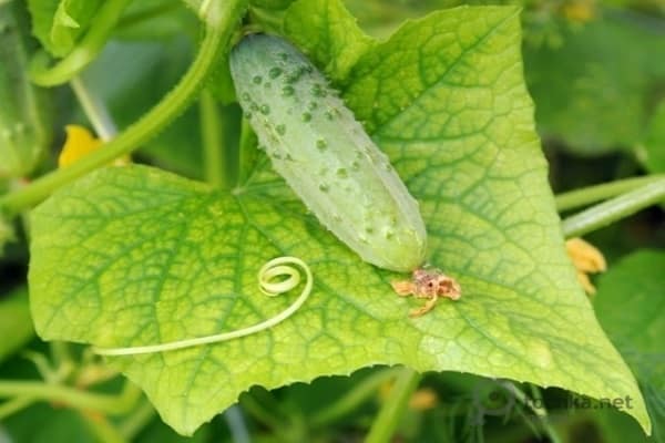 greenhouse cucumbers