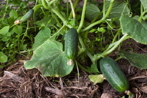 segunda alimentación