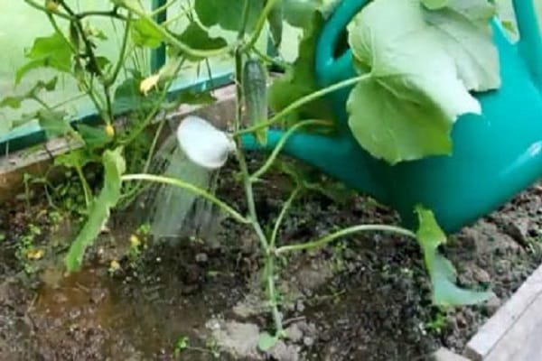 fruiting cucumbers