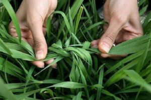 When and why should you tie garlic leaves?