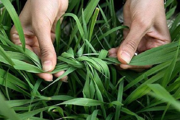 tie the garlic