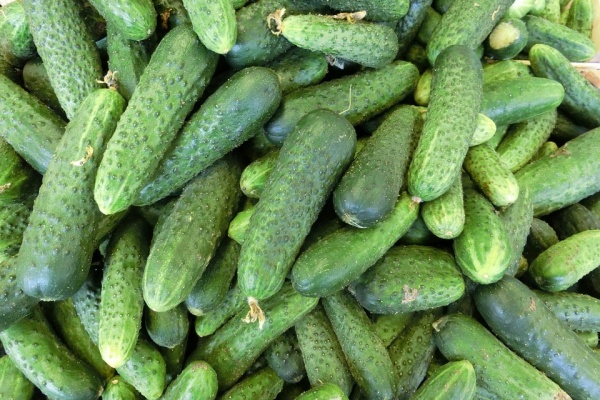 claudia cucumbers