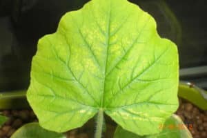 What to do if cucumbers have pale leaves, how to feed