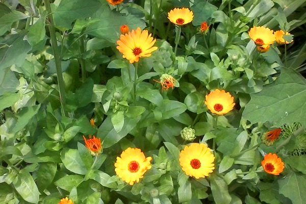 calendula dans le jardin