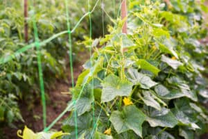 Esquema de formación y cultivo de pepinos en un enrejado en campo abierto.