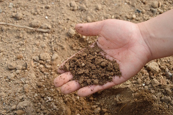 terre pour la plantation