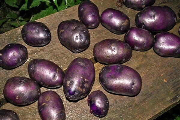 potato harvest