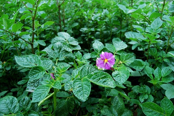 sensibilité au phytophthora