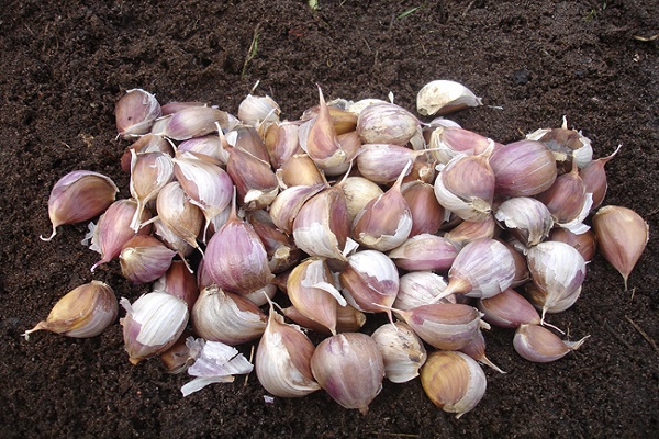 bawang putih dengan mangan