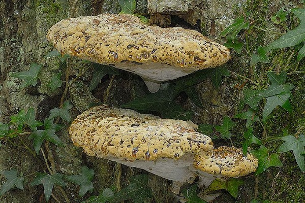 hongo de yesca de árbol