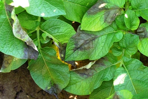 pommes de terre transformées