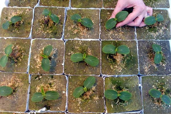 planting cucumbers in a greenhouse