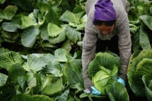 Utilisation d'herbicides pour le chou après et avant la germination