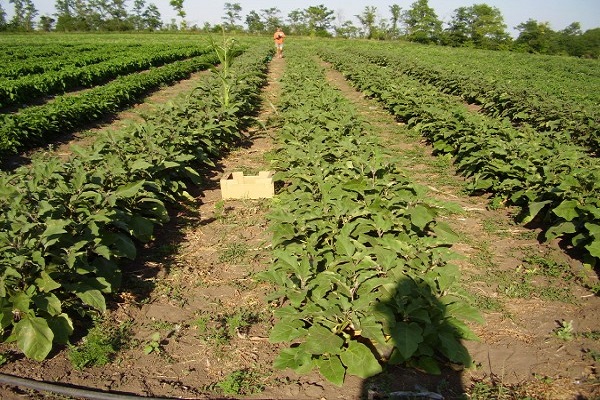 période de maturation