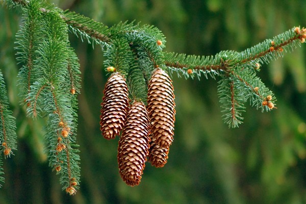 cônes de sapin