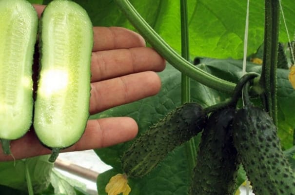 appearance of parthenocarpic cucumbers