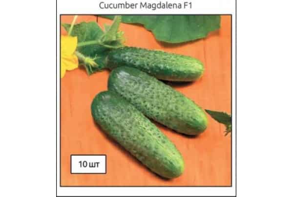 concombre Magdalena f1