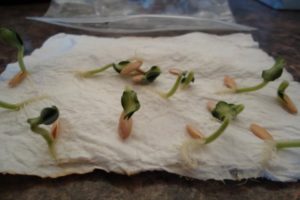 How to quickly and correctly germinate cucumber seeds before planting and is it necessary