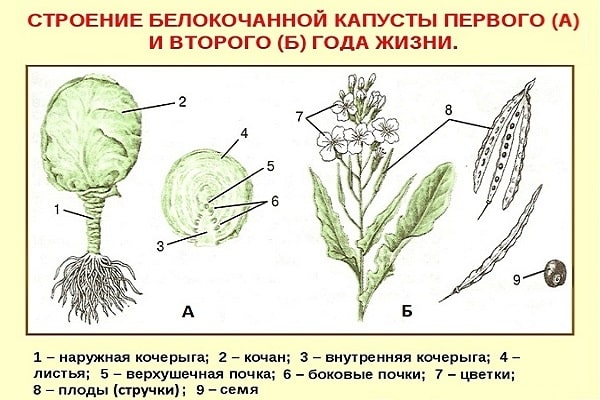 complete structure