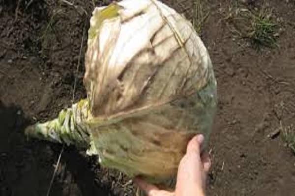 liqueur mère pour la plantation