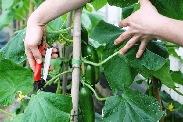 pinched cucumbers