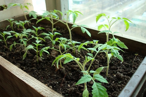 dans la serre et sur le balcon