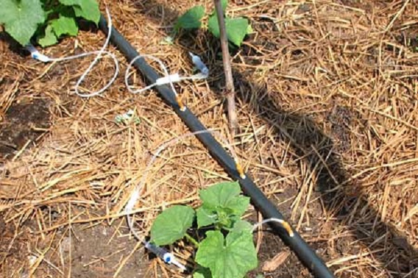 hung from the trellis