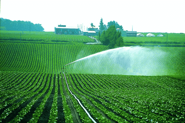 artificial irrigation