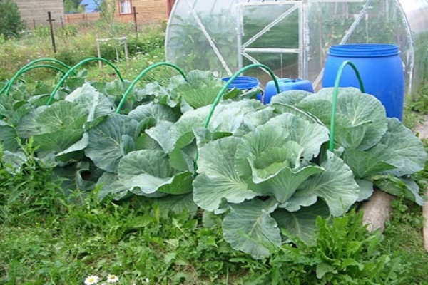 large heads of cabbage