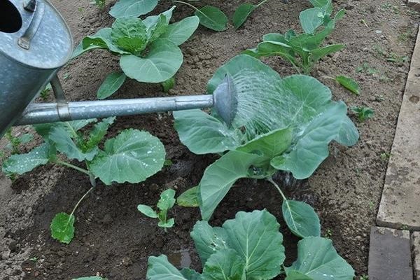 watering plants