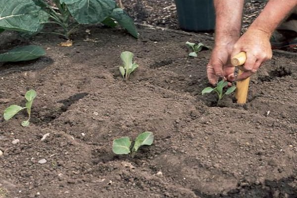 se aplican fertilizantes