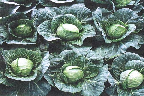 cabbage cultivation